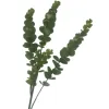A single artificial eucalyptus leaf Item Picture